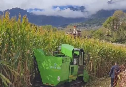 科技创新让“良种”稳粮仓底气更足 中国人饭碗端得更稳、更牢