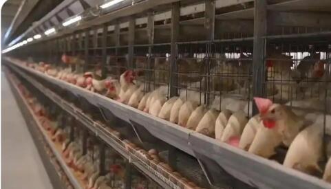 河北曲周县蛋鸡全产业链产值突破110亿元