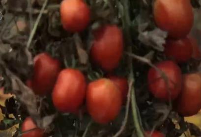 市场监管总局：番茄红素拟被纳入保健食品原料目录