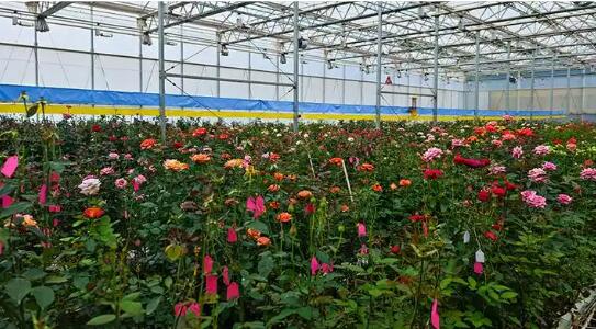 云南省楚雄市：党建赋能花卉兴农富民高质量发展