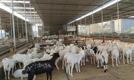 “一只羊”“一捧土”“一颗柿” 看县域经济如何在细分赛道上追求极致