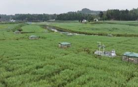 无人机25分钟巡检400亩农田　四川乐至“帅府粮仓”藏着“智慧大脑”