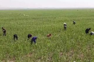 湖北石首小河口镇：打造“芦苇之乡” 让一口鲜味撑起致富梦