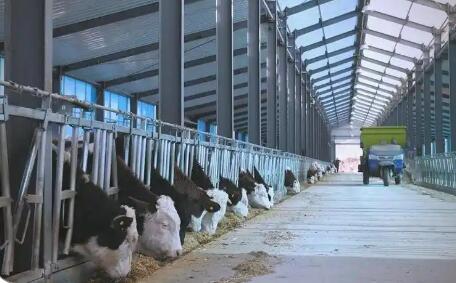 肉蛋奶产量全面增长 “十四五”山西大同畜牧业成绩单亮眼