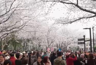 “流动的风景线”串联多元消费业态 “追花人”奔赴一场“春之约”