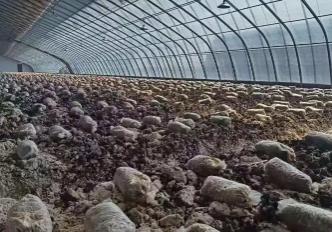 2026年黑龙江省果蔬菌产量力争突破1100万吨