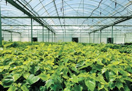 河南林木种苗高质量发展成效稳步显现