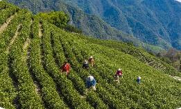 一片叶子“串起”全域品牌 浙江率先实现茶叶区域品牌设区市全覆盖