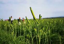 从三分薄地到致富产业 山西大同黄花全产业链产值达25亿元
