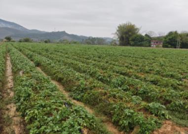 广东实现马铃薯脱毒原种大田规模化扩繁