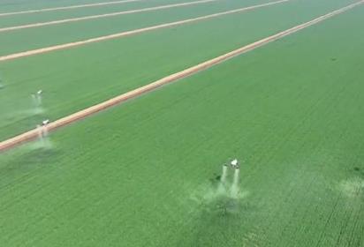 我国加力推进粮油作物大面积单产提升行动