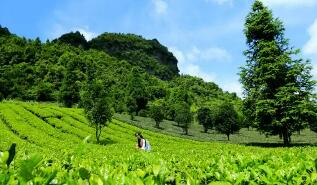 科技助力，贵州茶业发展成效显著