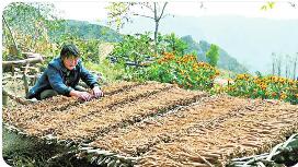 山西晋城党参产业激活乡村振兴新动能