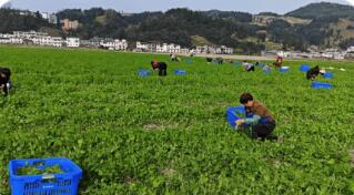 四川古蔺：轮作套种，山地“四季不闲”