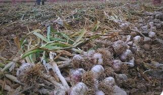 四川绵竹：全链发力推动大蒜产业做大做强