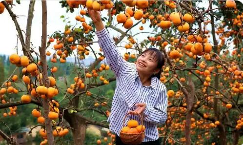 四川仁寿：小水果带火近郊游 “甜蜜经济”助推乡村振兴