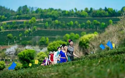 云南临沧：“茶+果”融合发展激活生态富民新动能