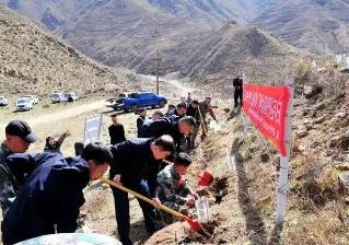 360株 山西省人工繁育丁香叶忍冬首次回归原生境