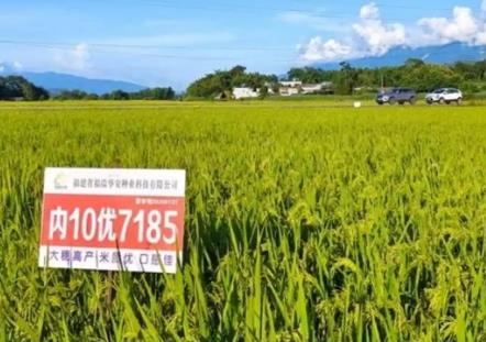 福建新增一个超级稻品种