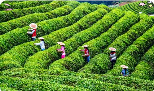 贵州石阡县推动传统茶产业提质增效