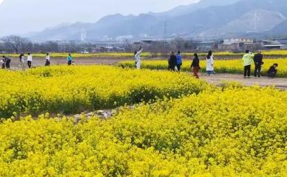 “一片菜花黄”绽放山西运城乡村振兴金色希望