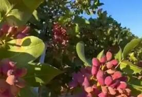 开心果经济林+林下经济 新疆洛浦县让沙漠变成“聚宝盆”