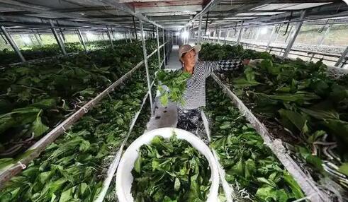 小蚕桑 大能耐 重庆市大足区小桑园长成富民大产业