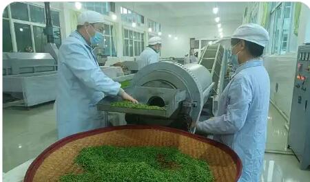 一片“青叶”成为乡村振兴“金叶” 商南税务赋能茶产业富民兴县