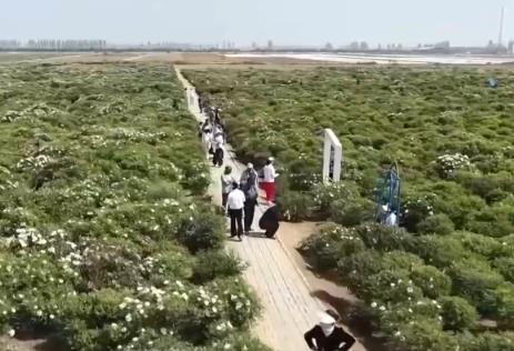 “美丽颜值”变“经济产值” “花田+”新玩法激发农文旅融合新活力