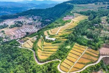 看“粮”策 四川宣汉“大战红五月”双抢一线见闻