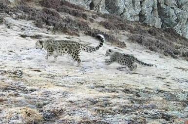 全球首例，在内蒙古繁育成功