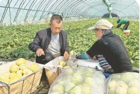 黑龙江明水县：特色种养，香瓜育出牛奶香