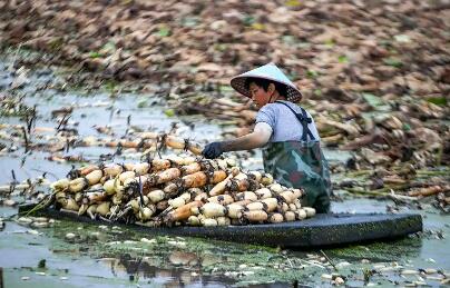泥巴里的大产业 湖北洪湖莲藕产业产值超120亿元