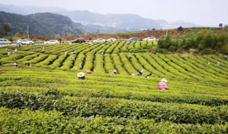 数智赋能黔山茶乡 都匀毛尖“智”焕新生