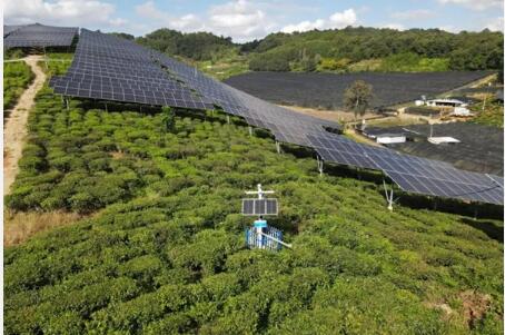 云南能源集团助力茶农解锁双收入新模式