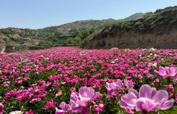 甘肃兰州：以花为媒打造农旅融合 “特色种植+山地风光”为乡村振兴添新景