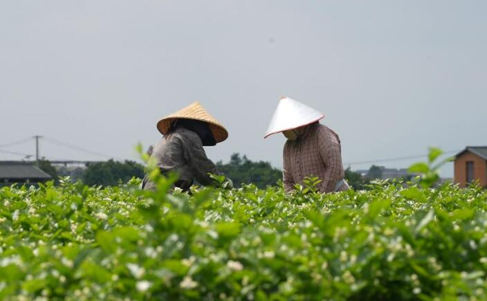 广西横州：34万花农忙丰收 一朵茉莉香飘全国