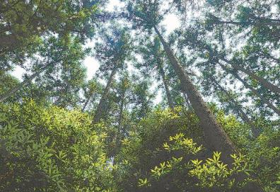 福建加快推进珍贵树种种业创新与产业化