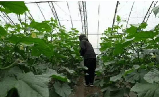调整产业布局 创新经营模式  黑龙江同江“棚室生金”结硕果