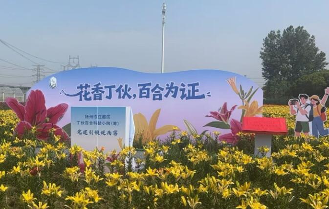 江苏扬州江都：六村联建“百合阵” 党建引领开出“共富花”