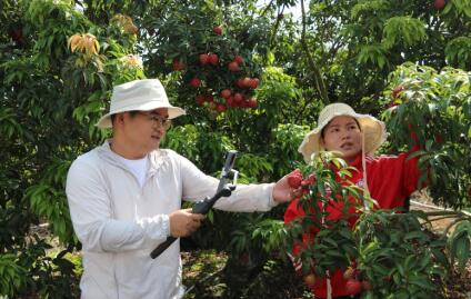 海南海口永兴镇：把火山荔枝卖向“云端”
