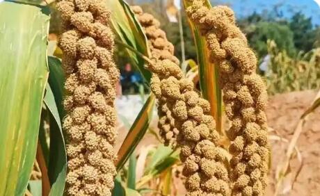 山西“特”“优”农业激活乡村产业新动能