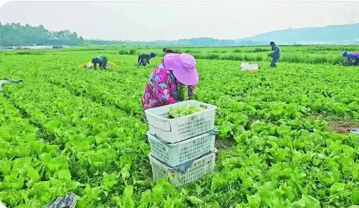 科技助力青海西宁蔬菜产业跑出发展新势头