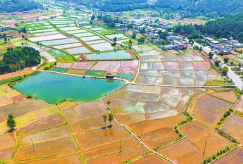 春灌收官 四川完成水稻种植2794万亩