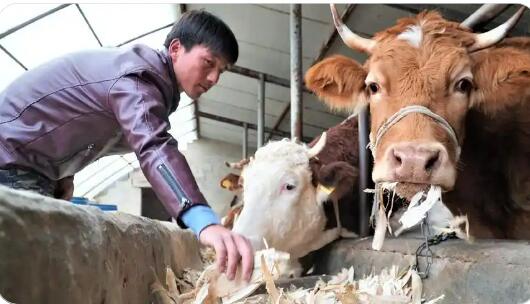 宁夏固原市西吉县王民乡：肉牛产业“犇”出振兴路