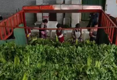 “小”菜园闯出“大”市场 高原夏菜“梳妆打扮”“强制休眠”身价涨