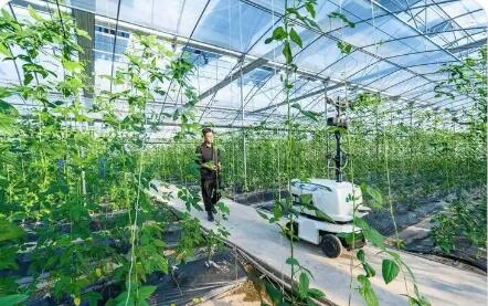 浙江杭州全力打造“人工智能+农业”创新实践高地