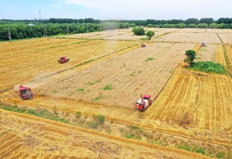 我国夏粮产量首破3000亿斤，哪些因素撑起夏粮满仓？