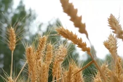 夏粮生产“逆势”夺丰收 彰显我国粮食生产韧性与农业抗风险能力