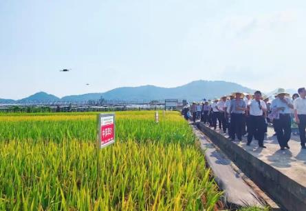 “中国杂交水稻制种之乡”湘东：71个早稻新品种田间“大阅兵”